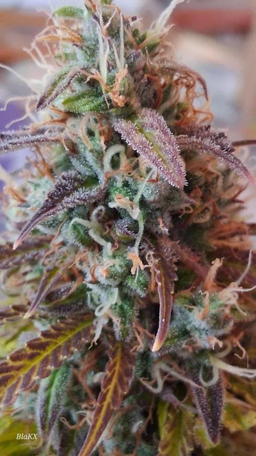 Auto BlaKX Opium. Week 11