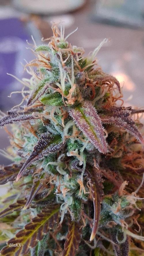 Auto BlaKX Opium. Week 11