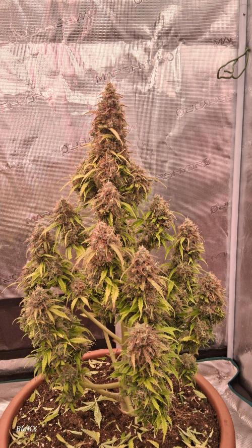 Auto BlaKX Opium. Week 11