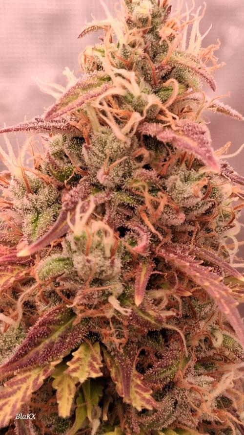 Auto BlaKX Opium. Week 11