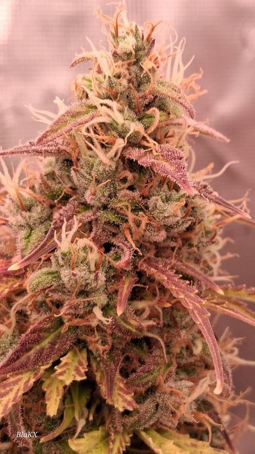 Auto BlaKX Opium. Week 11