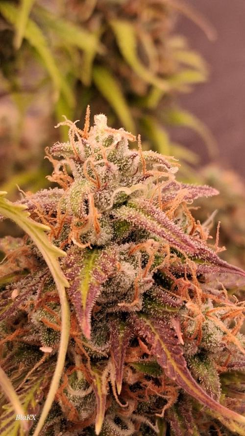 Auto BlaKX Opium. Week 11