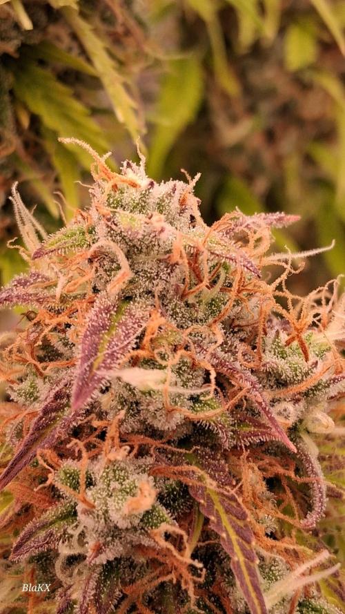 Auto BlaKX Opium. Week 11