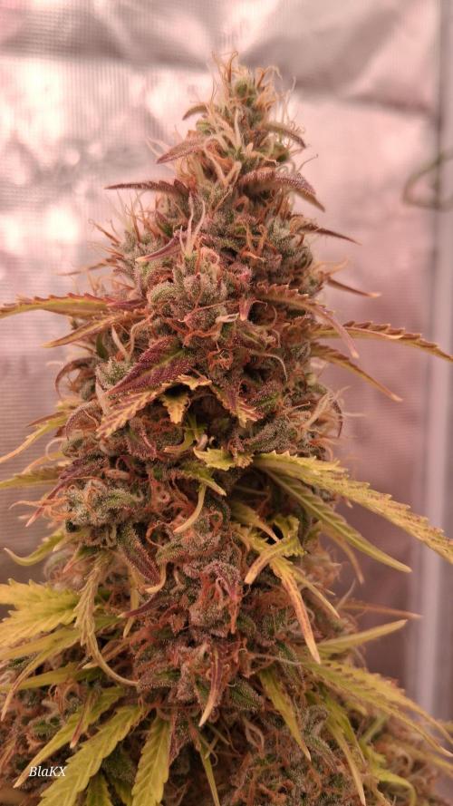 Auto BlaKX Opium. Week 11