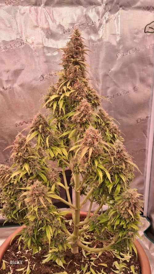 Auto BlaKX Opium. Week 11