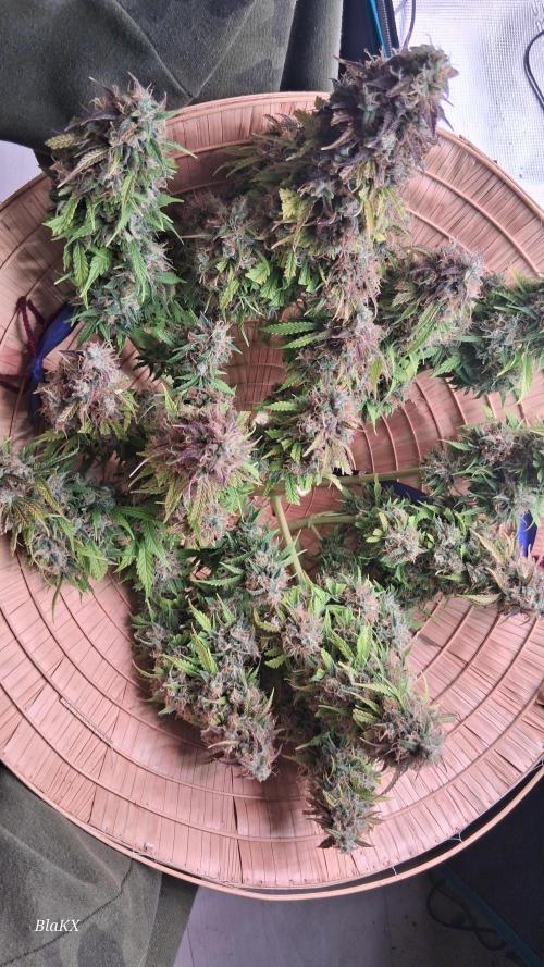 Auto BlaKX Opium. Week 11