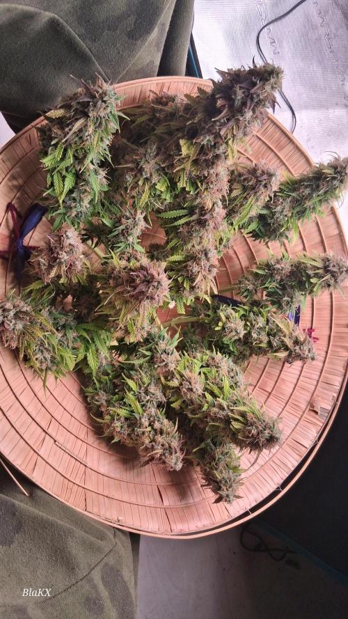 Auto BlaKX Opium. Week 11