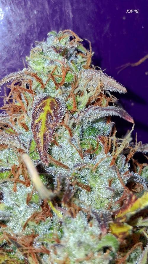 Auto BlaKX Opium. Week 11