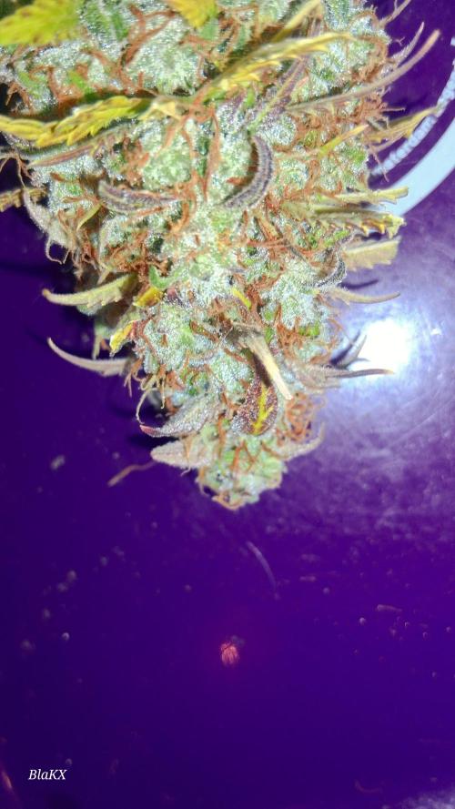 Auto BlaKX Opium. Week 11