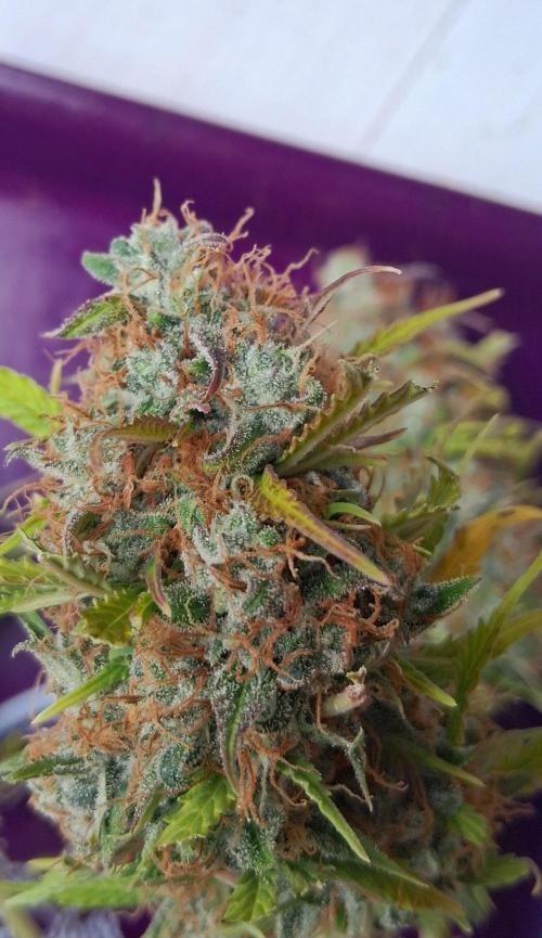 Auto BlaKX Opium. Week 11