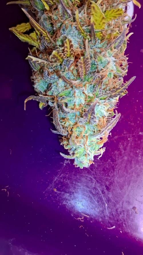 Auto BlaKX Opium