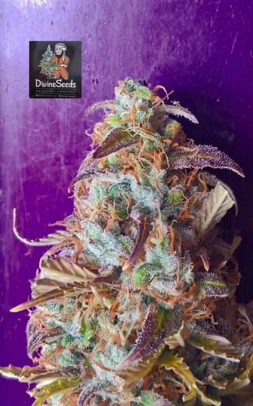 Auto BlaKX Opium. Week 11