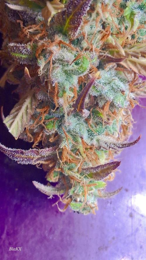 Auto BlaKX Opium. Week 11