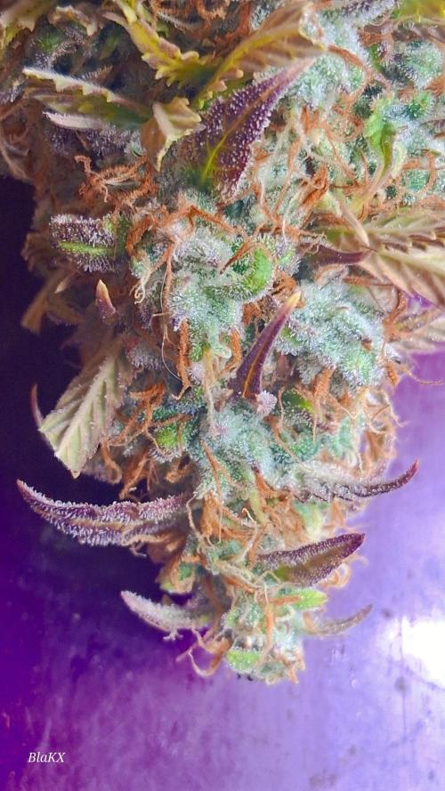 Auto BlaKX Opium. Week 11