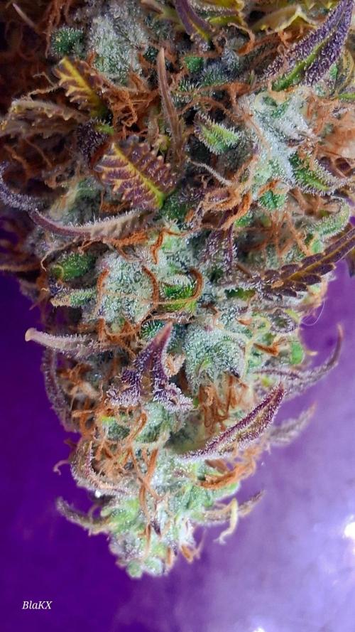 Auto BlaKX Opium. Week 11