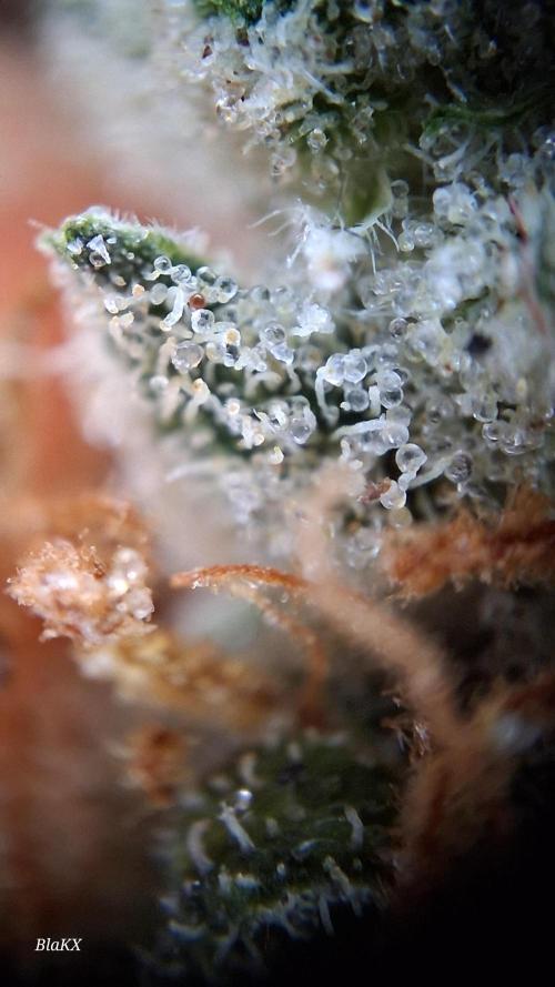 Auto BlaKX Opium. Week 11