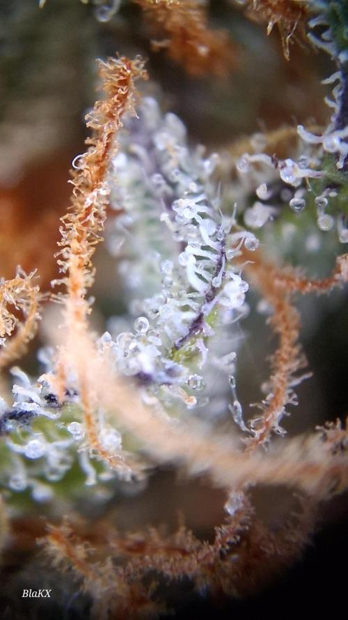 Auto BlaKX Opium. Week 11