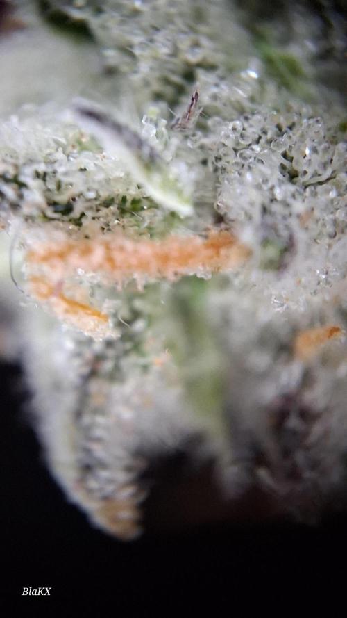 Auto BlaKX Opium. Week 11