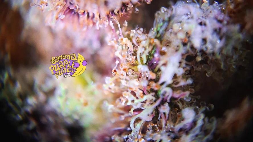 Banana Purpel Punsh Organisch mit EPN. Week 9