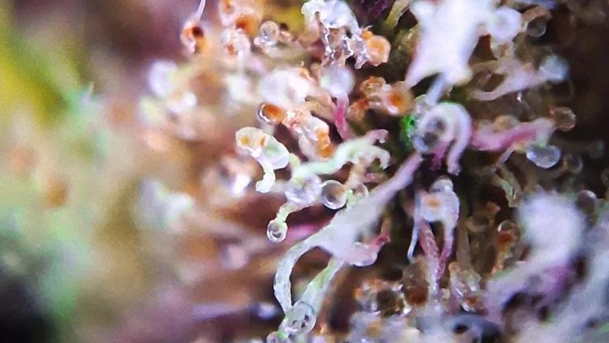 Banana Purpel Punsh Organisch mit EPN. Week 9