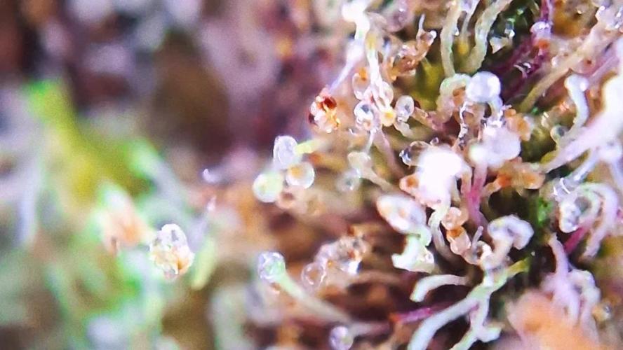 Banana Purpel Punsh Organisch mit EPN. Week 9