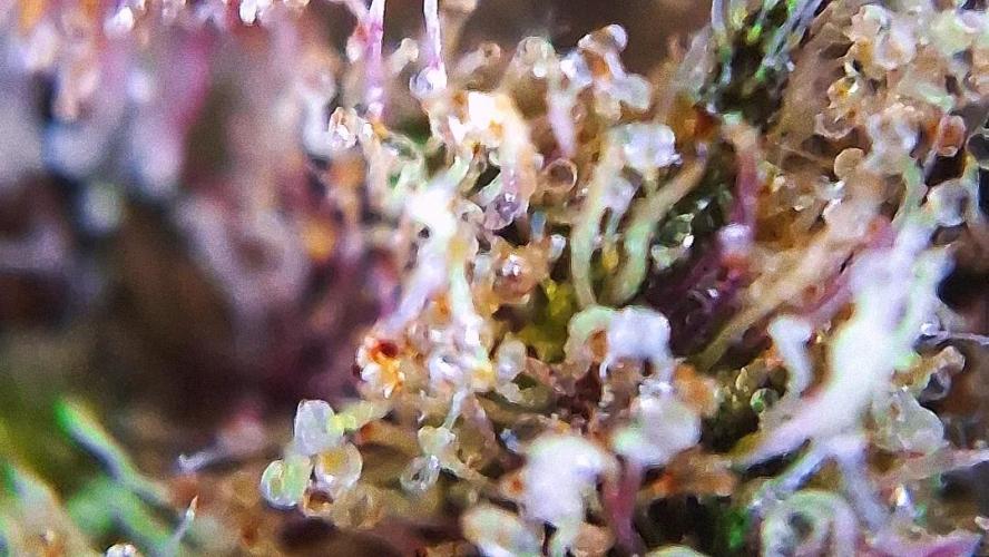 Banana Purpel Punsh Organisch mit EPN. Week 9