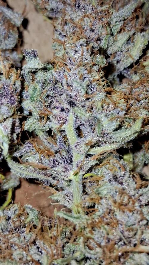 Banana Purpel Punsh Organisch mit EPN