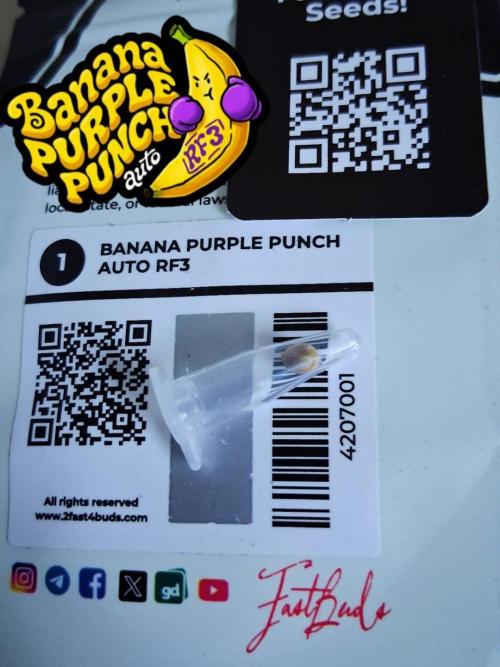 Banana Purple Punch Auto RF3 Fastbuds. Week 0