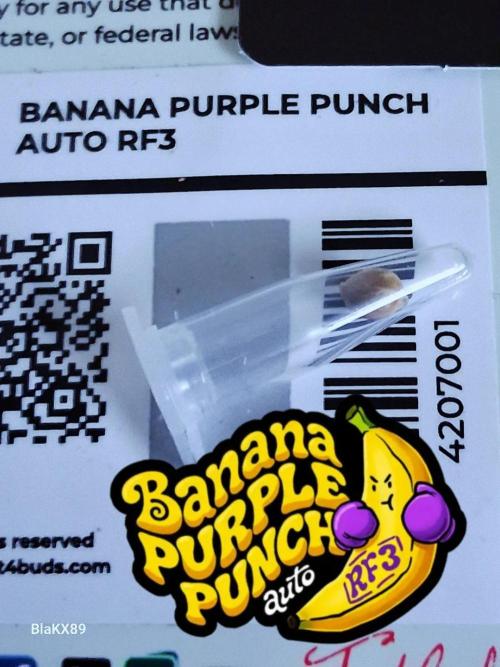 Banana Purple Punch Auto RF3 Fastbuds. Week 0