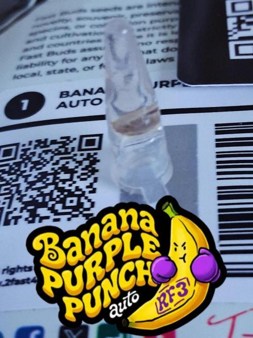 Banana Purple Punch Auto RF3 Fastbuds. Week 0