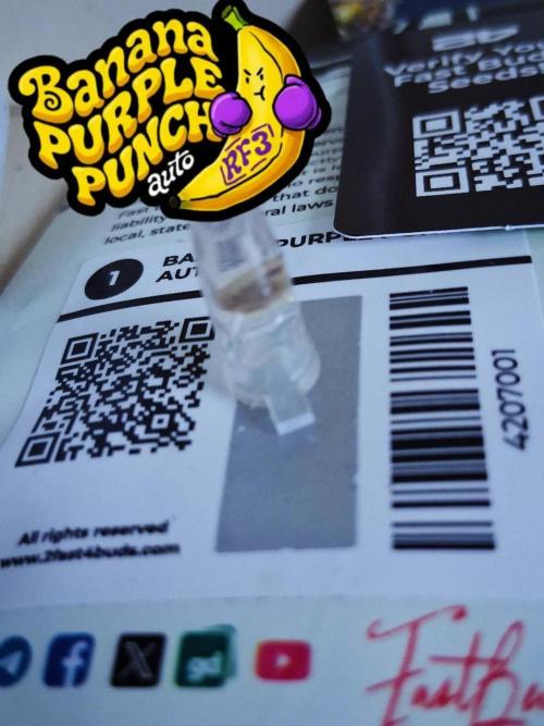 Banana Purple Punch Auto RF3 Fastbuds. Week 0