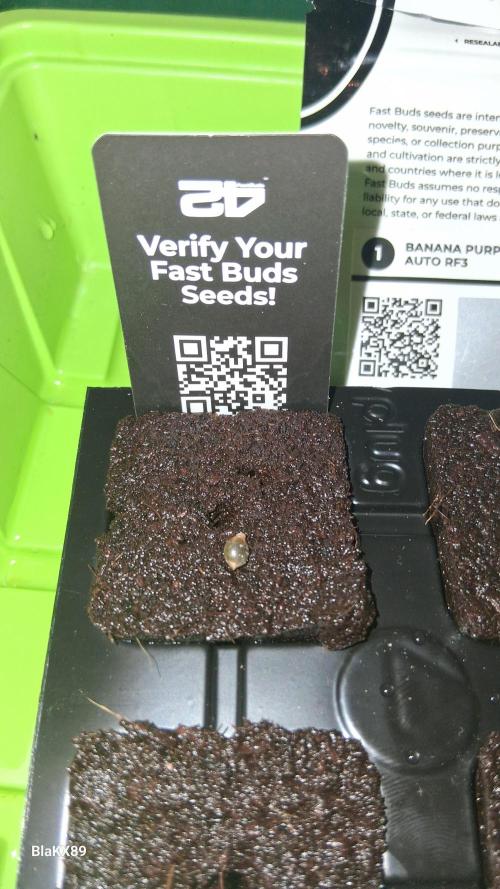 Banana Purple Punch Auto RF3 Fastbuds. Week 0