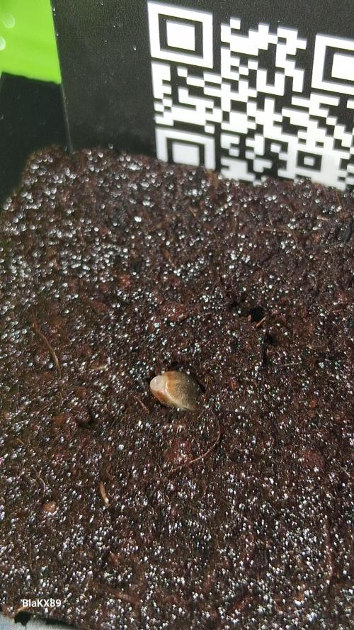 Banana Purple Punch Auto RF3 Fastbuds. Week 0