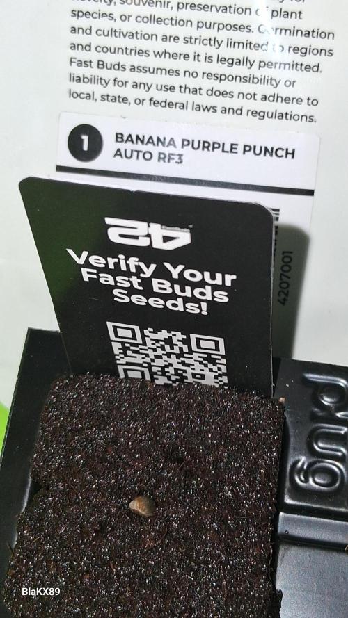 Banana Purple Punch Auto RF3 Fastbuds. Week 0