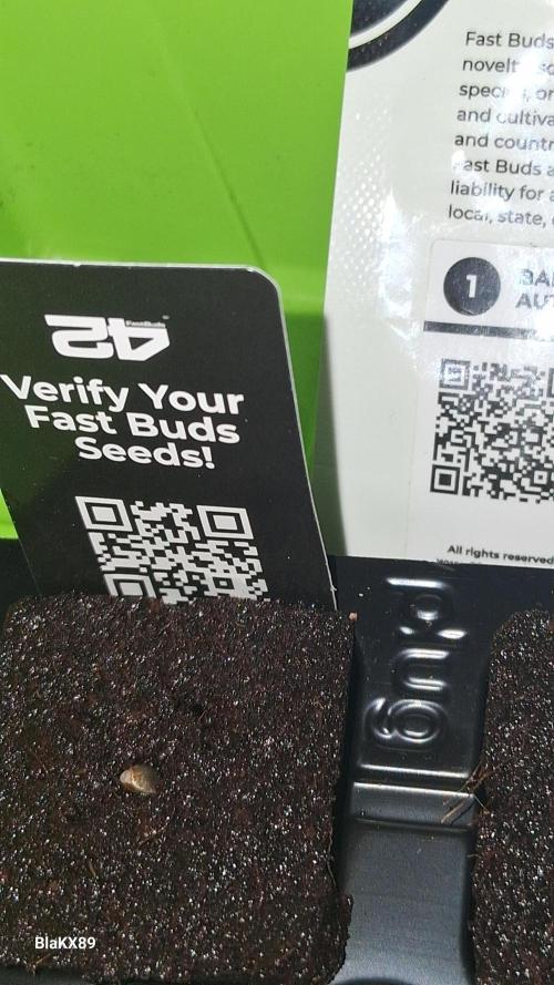 Banana Purple Punch Auto RF3 Fastbuds. Week 0