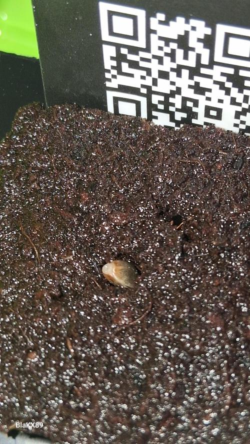 Banana Purple Punch Auto RF3 Fastbuds. Week 0