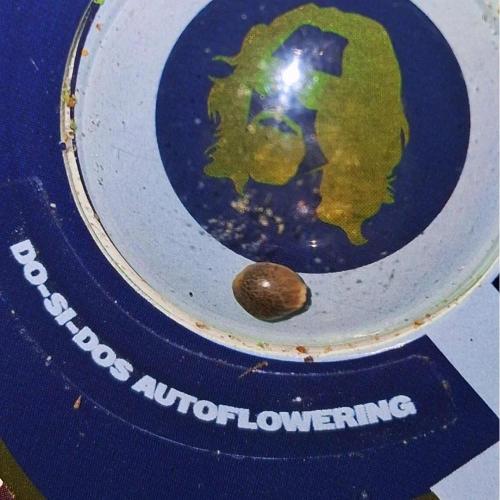 Super Strains Do-Si-Dos Auto & Hy-Pro. Week 0