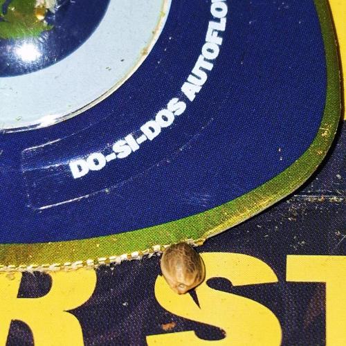 Super Strains Do-Si-Dos Auto & Hy-Pro. Week 0