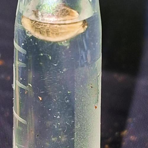 Super Strains Do-Si-Dos Auto & Hy-Pro. Week 0