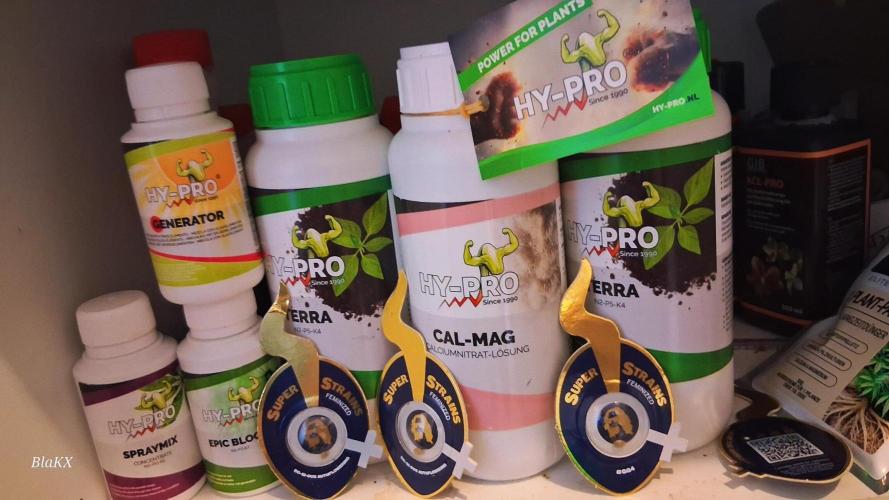 Super Strains Do-Si-Dos Auto & Hy-Pro. Week 0