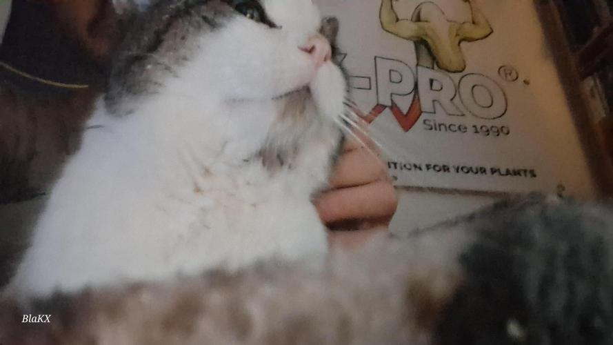 Super Strains Do-Si-Dos Auto & Hy-Pro. Week 0