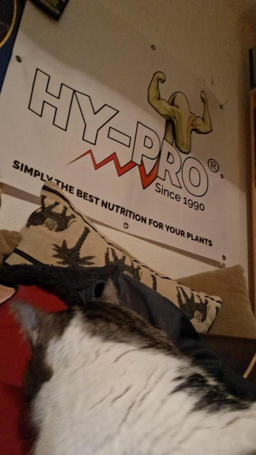 Super Strains Do-Si-Dos Auto & Hy-Pro. Week 0