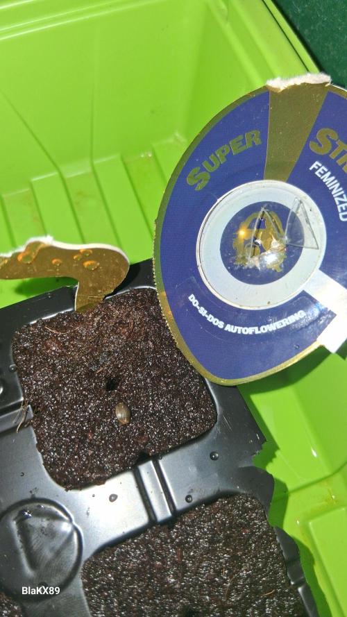 Super Strains Do-Si-Dos Auto & Hy-Pro. Week 0