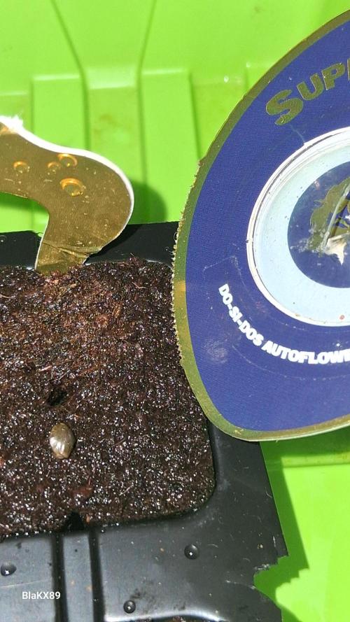 Super Strains Do-Si-Dos Auto & Hy-Pro. Week 0