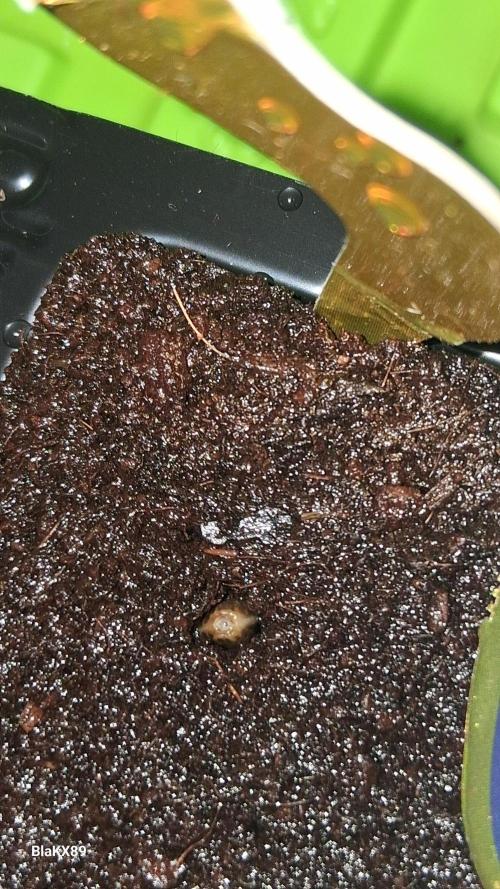 Super Strains Do-Si-Dos Auto & Hy-Pro. Week 0