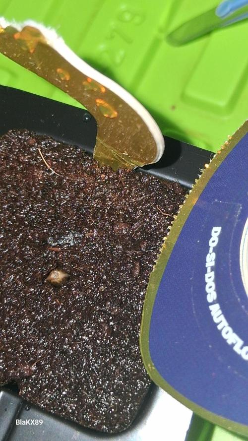 Super Strains Do-Si-Dos Auto & Hy-Pro. Week 0