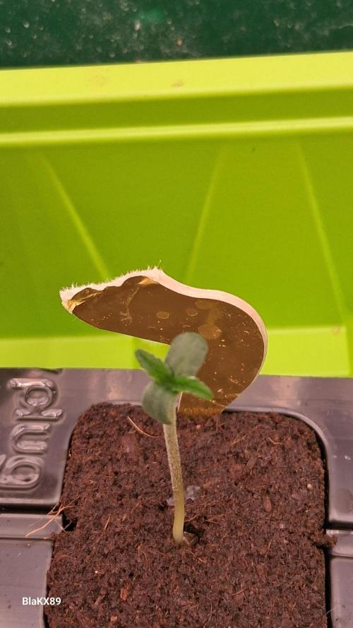 Super Strains Do-Si-Dos Auto & Hy-Pro. Week 0