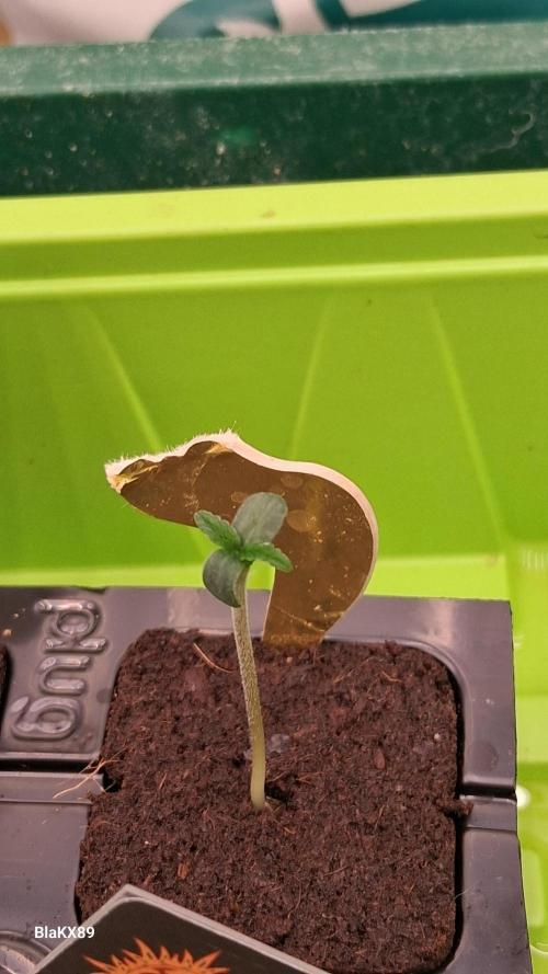 Super Strains Do-Si-Dos Auto & Hy-Pro. Week 0