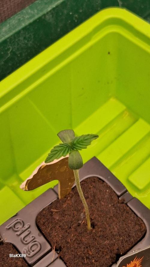 Super Strains Do-Si-Dos Auto & Hy-Pro. Week 0