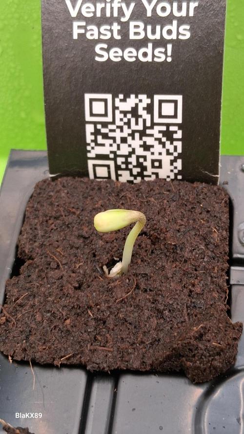 Banana Purple Punch Auto RF3 Fastbuds. Week 0